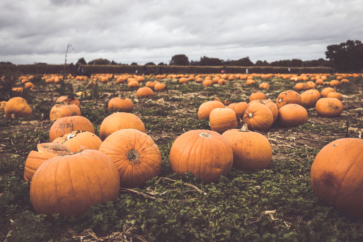 Orange pumpkins in a fall pumpkin patch, a seasonal stock photo